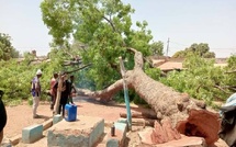 Kounkané : Grosse indignation après l'abattage d'un caïlcédrat centenaire pour un projet municipal