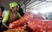 Mévente à Notto Gouye Diama : Dans le désarroi, plusieurs producteurs maraîchers bientôt incapables de rembourser les prêts bancaires