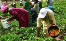 Développement agricole : Le Sénégal bénéficie d’un appui de 25 millions d’euros du Fonds de l’OPEP pour booster la résilience rurale