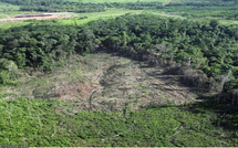 Carbone : Baisse de près de 46% du potentiel d’absorption des forêts sénégalaises, en dix-huit ans (Etude)