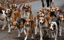 Kolda - 155 cas de morsures de chiens, en l’espace d’un an : Les acteurs prévoient une opération d’abattage de chiens errants