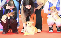 WAXTU CHINE - La quatrième Semaine de la Mode Petjoy à Shanghai