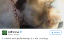 Une greffe de tête réussie chez un singe