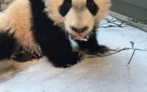 12 animaux qui s’éclatent dans la neige après la tempête aux États-Unis