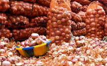 Marché de l’oignon : L’ARM suspend la commercialisation par les agrobusiness, du 22 mai au 15 juin, pour soutenir les petits producteurs