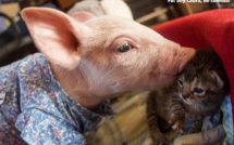 Ce porcelet et ce chaton sont les meilleurs amis du monde