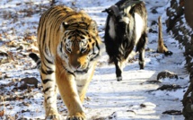 Le tigre et le bouc qui étaient amis se sont disputés