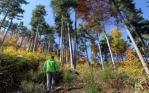 Insolite : Deux Guinéens voulaient immigrer au... Sénégal à pied