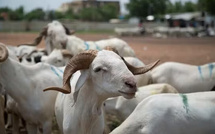 Mairie de Ouakam : Démenti formel sur une prétendue distribution de moutons de Tabaski