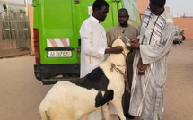 Tabaski 2025 : Ousmane Sonko offre un mouton à Serigne Mountakha Mbacké