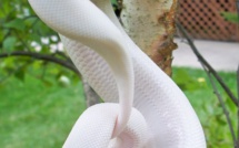 29 animaux albinos qui vont vous faire craquer