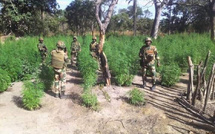 Lutte antidrogue en Casamance : Près de 400 hectares de chanvre indien détruits dans les îles Karones