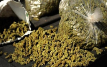 Trafic de chanvre indien déjoué à Sédhiou : un individu interpellé avec 5 kg de drogue