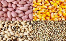 Diourbel-campagne agricole : l’hivernage s’installe, mais les semences se font attendre