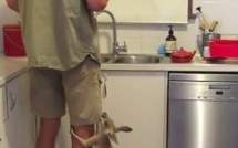 Ce bébé kangourou est un grand gourmand et il va vous faire fondre