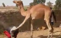 A mourir de rire, regardez !