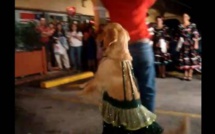 [Video] Ce chien danse mieux que son maître. Regardez !