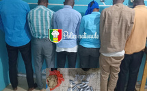 Thiès : Avec deux coups de filet, la police démantèle un réseau d’escroquerie lié à QNET et saisit du chanvre indien à Darou Salam