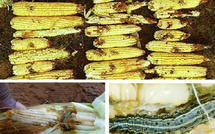 Kédougou : Appuis massifs aux producteurs et riposte contre les chenilles légionnaires
