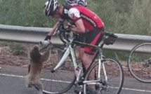 Assoiffé, un koala arrête un cycliste pour boire dans sa bouteille d'eau