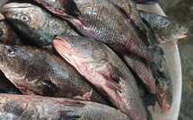Mercure dans les poissons : Le Ministère des Pêches rassure et confirme la salubrité du Brown Croaker