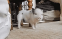 Ce bébé cochon danse mieux que vous sur « Work » de Rihanna