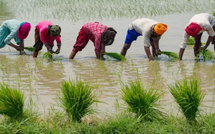 Agriculture sinistrée : Niassène submergée, les paysans de Fatick désespérés après les pluies torrentielles