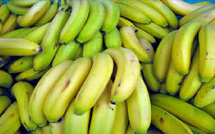 Mesure de promotion des bananes locales : Le gel des importations vire au cauchemar économique