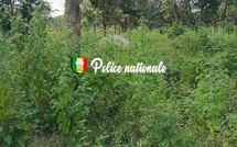 La Brigade des stupéfiants frappe encore en Casamance : Trois cultivateurs de chanvre indien arrêtés à Djibidione