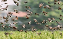 A Matam, des champs ravagés : Les oiseaux granivores dévastent des hectares de cultures dans la commune d’Ogo