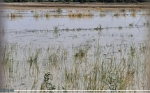 À Podor, les inondations ont endommagé des cultures d’une superficie de 323 hectares, selon la SAED