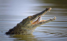Panique à Médina Cily : Quand un crocodile terrorise des habitants de Kolda...