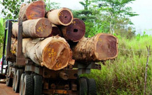 Vélingara : 150 arrestations en un an, dans la lutte contre la déforestation