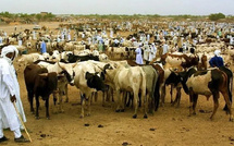 Transhumance et épidémie : inquiétude à Kaffrine, où les éleveurs dénoncent une pénurie de vaccins