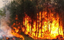 Podor : Un feu de brousse ravage plusieurs hectares de végétation, entre Ouro Aly et Togan