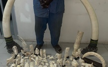 Criminalité faunique : 50 kilos d’ivoire d’éléphant saisis à Dakar
