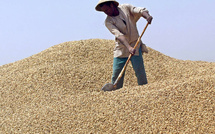 Campagne arachidière : Les producteurs réclament entre 350 et 500 FCfa/kg, avant l’ouverture de la commercialisation
