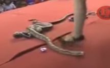 Vidéo - Une chanteuse meurt après avoir été mordue par un cobra sur scène