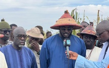 Lagane 2025 : Union, ferveur et mobilisation autour de la récolte de mil initiée par Samuel Sarr