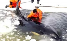 Les secours sauvent une famille d’orques coincée dans les glaces. Mais ce qui arrive au dernier épaulard est d’une tristesse absolue.