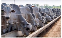 Réception des 1 050 bovins en provenance du Brésil : L'État se fixe un objectif de 150 000 têtes
