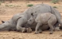 Le bébé rhino veut réveiller sa maman tuée par des braconniers. Mais regardez ce que le petit est devenu ensuite!