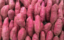 Baisse de production de la patate : Le sel grignote les terres du lac de Guiers