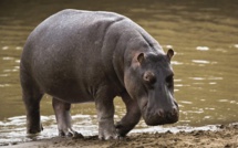 L’hippopotame ressort de son lit : Gouloumbou se prépare à abattre l’animal