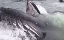 Quand une énorme baleine surgit dans un petit port de plaisance