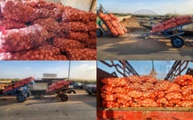 Trafic d’oignons vers la Mauritanie : 11 individus arrêtés, 365 sacs saisis