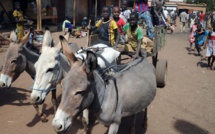 Mali: trafic illégal de viande d’âne en hausse dans le pays