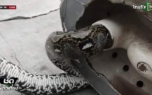 Aux toilettes, il se fait mordre le sexe par un python de trois mètres