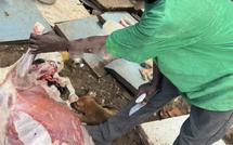 Guédiawaye : interpellation d’un individu après une tentative de cuisiner un chien