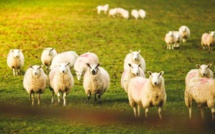 Des moutons défoncés au cannabis menacent un village gallois